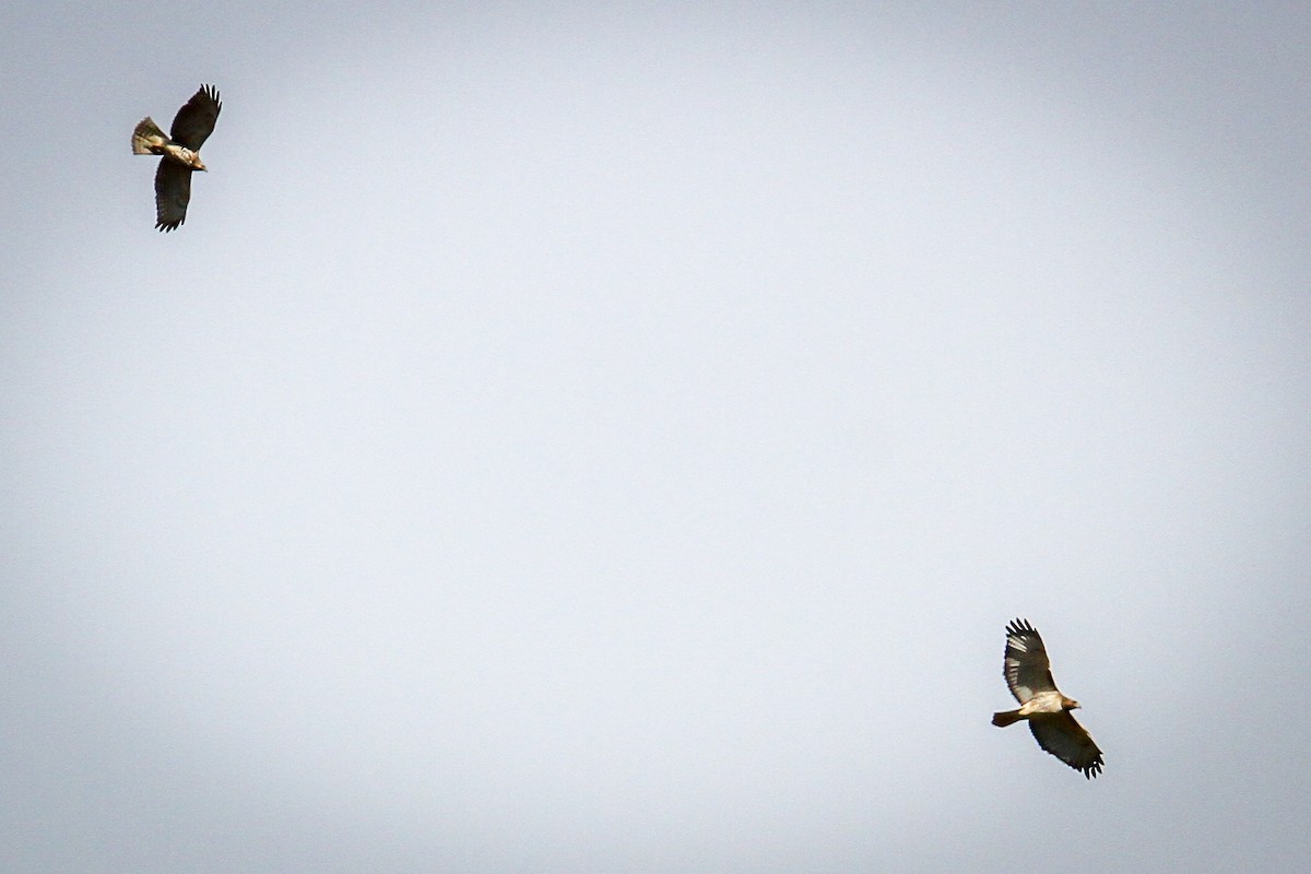 Buse à queue rousse - ML646710765