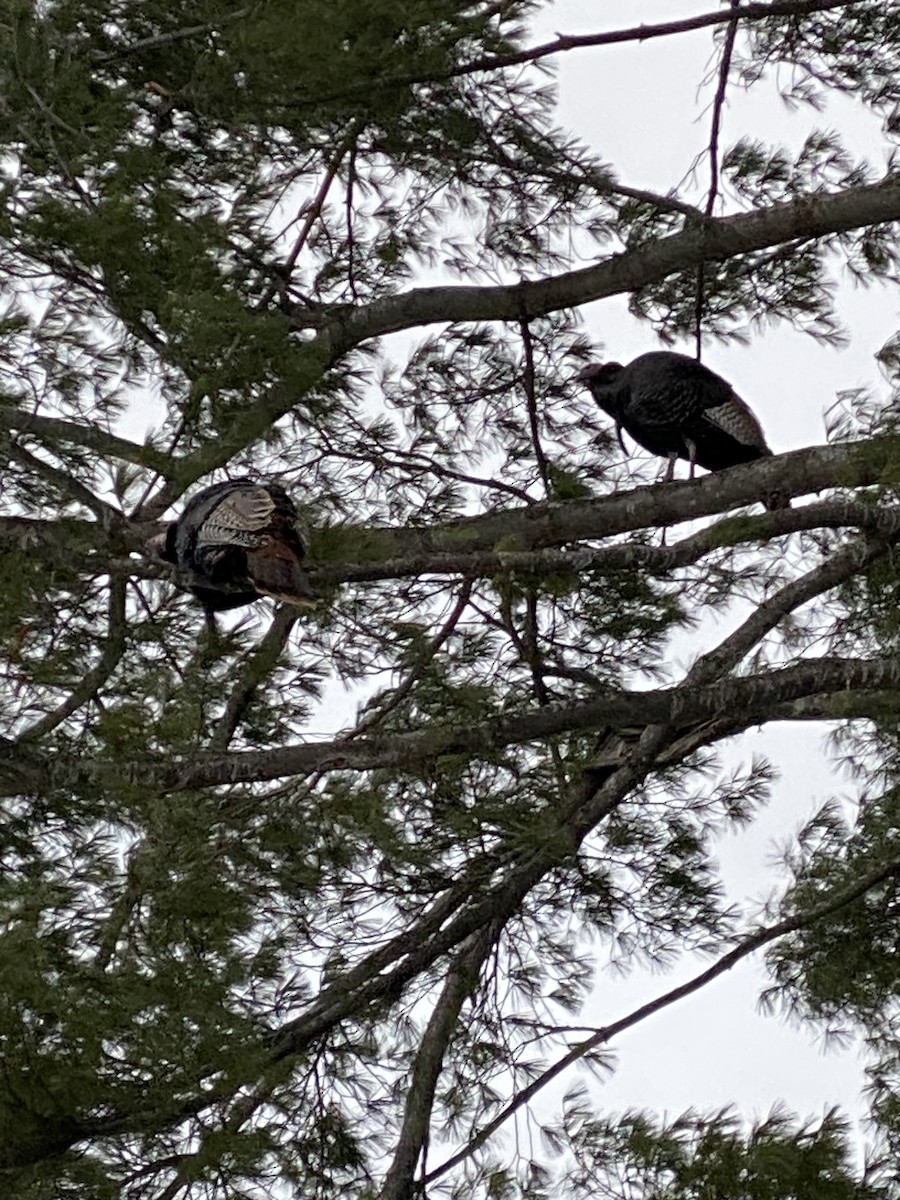 Wild Turkey - ML646710767