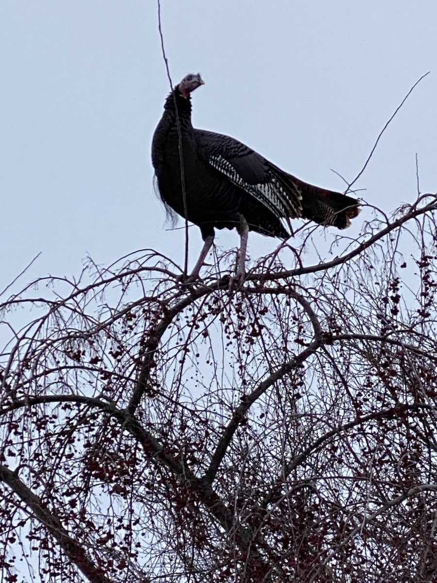 Wild Turkey - ML646710768