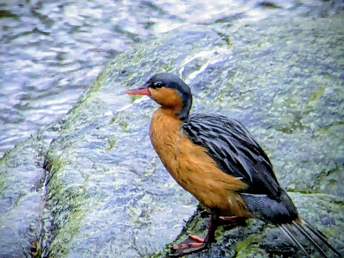 ヤマガモ - ML646710769