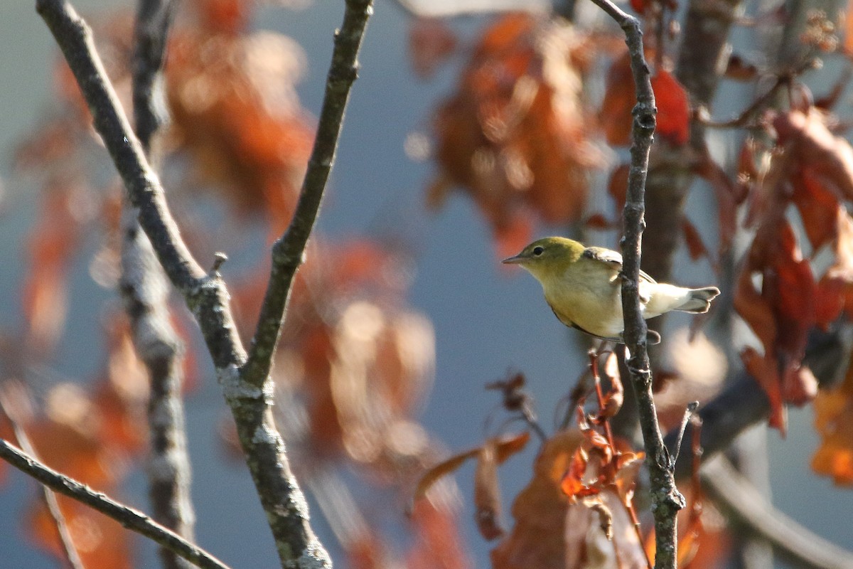 Пісняр-лісовик каштановий - ML646710774