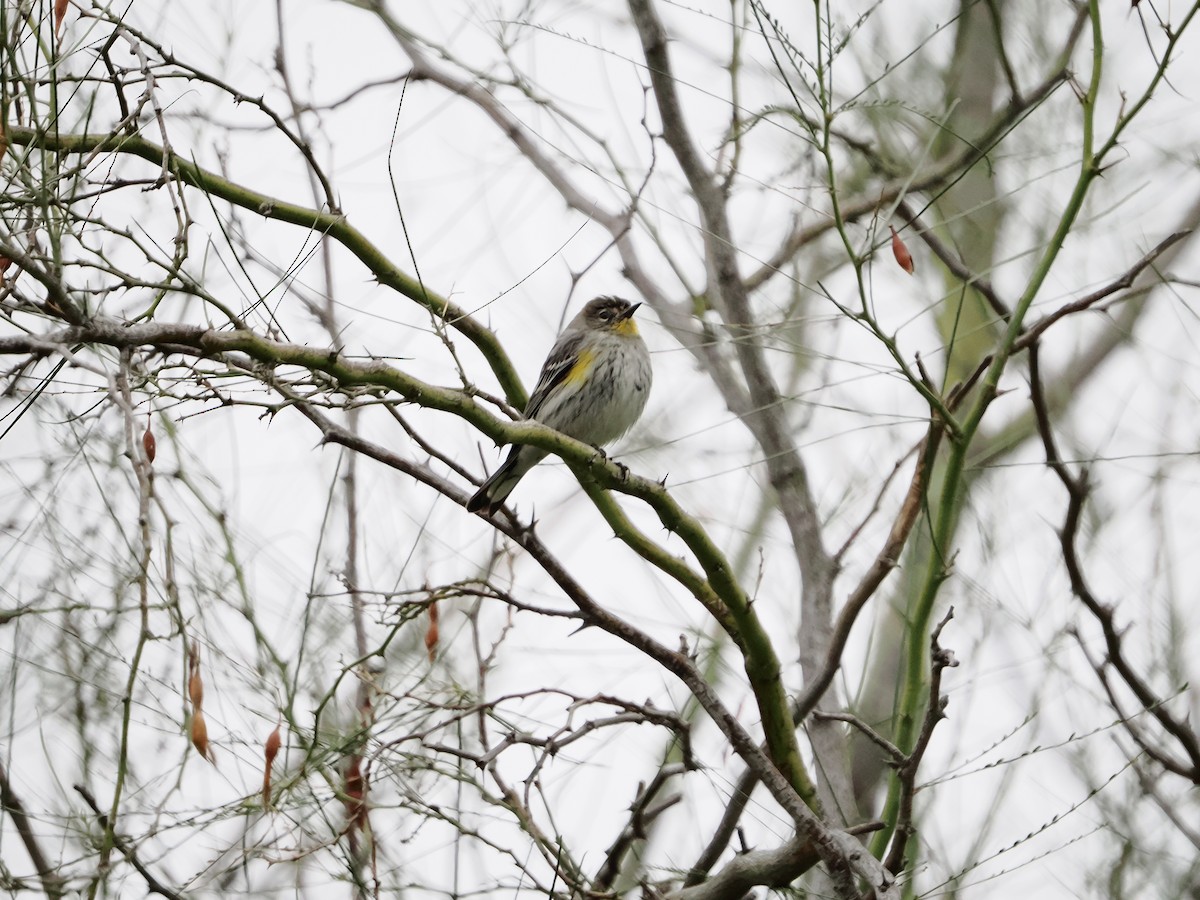 Yellow-rumped Warbler - ML646710777