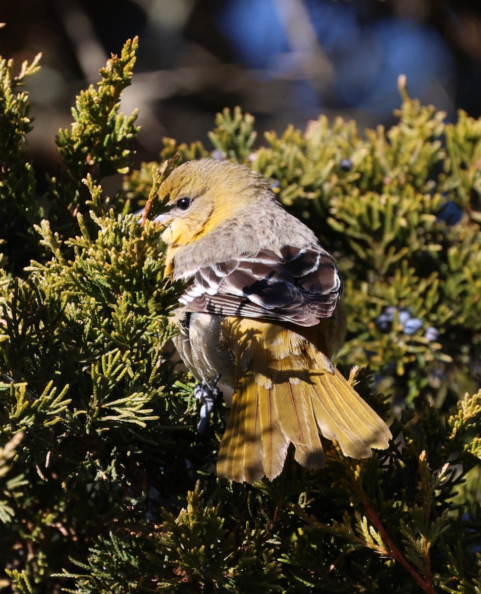 Baltimore Oriole - ML646710778