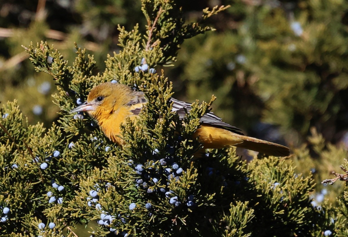 Baltimore Oriole - ML646710779