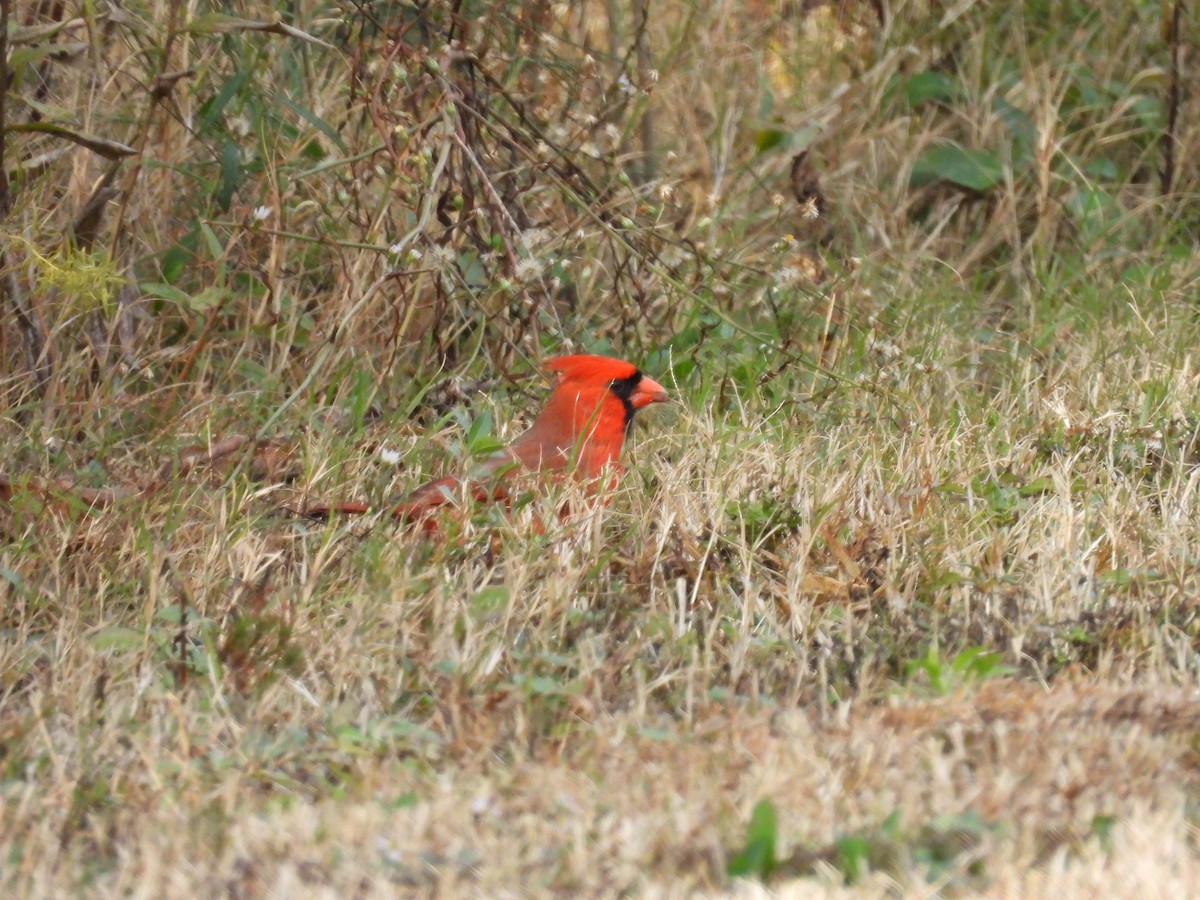 Northern Cardinal - ML646710780