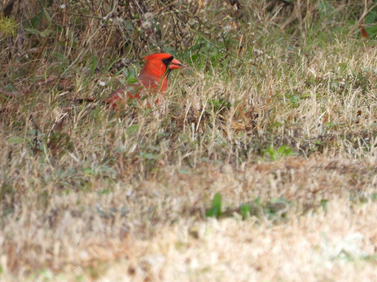 Northern Cardinal - ML646710781
