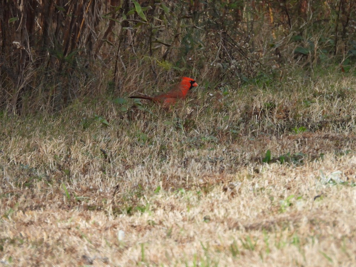 Northern Cardinal - ML646710782