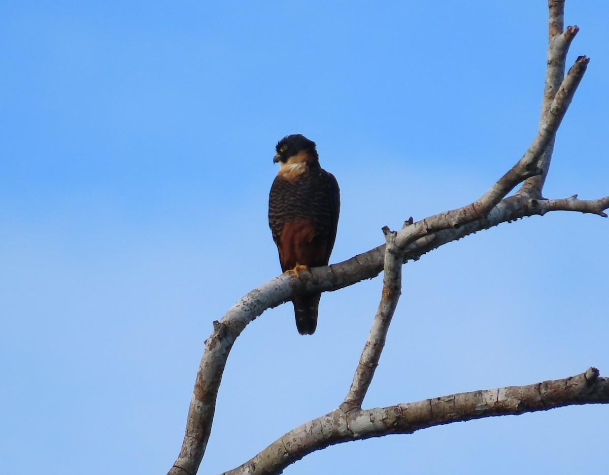 Bat Falcon - ML646710784