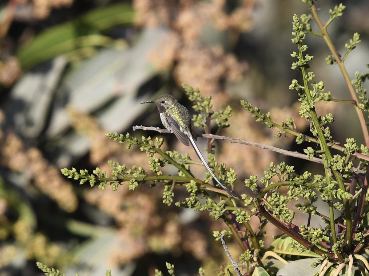 Peruvian Sheartail - ML646710786