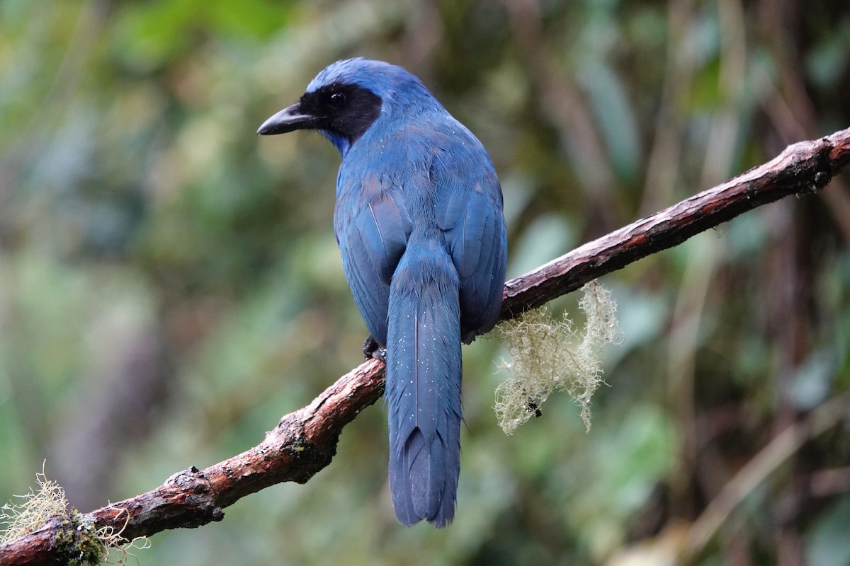Black-collared Jay - ML646710788