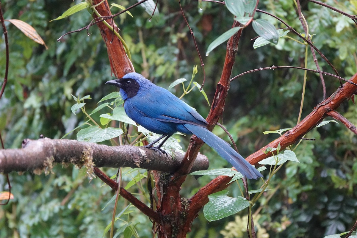 Black-collared Jay - ML646710792