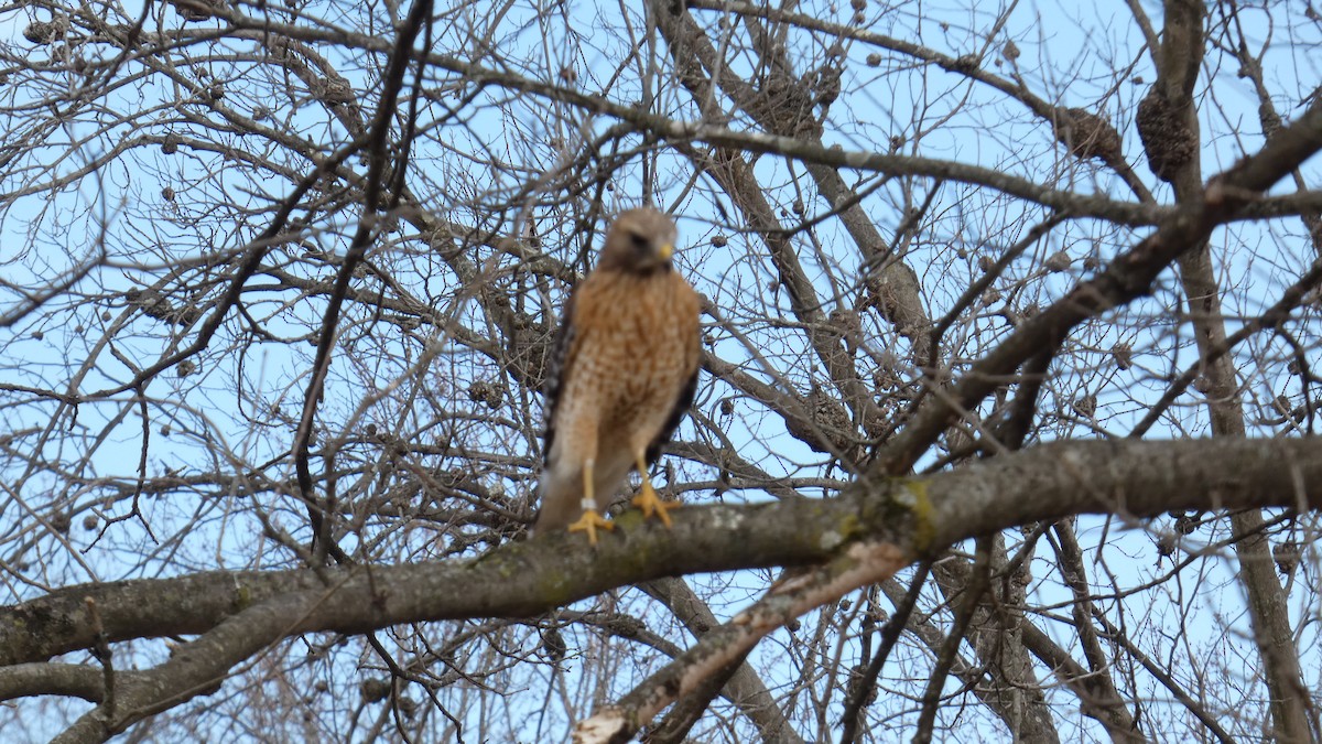 Buse à épaulettes - ML646710800