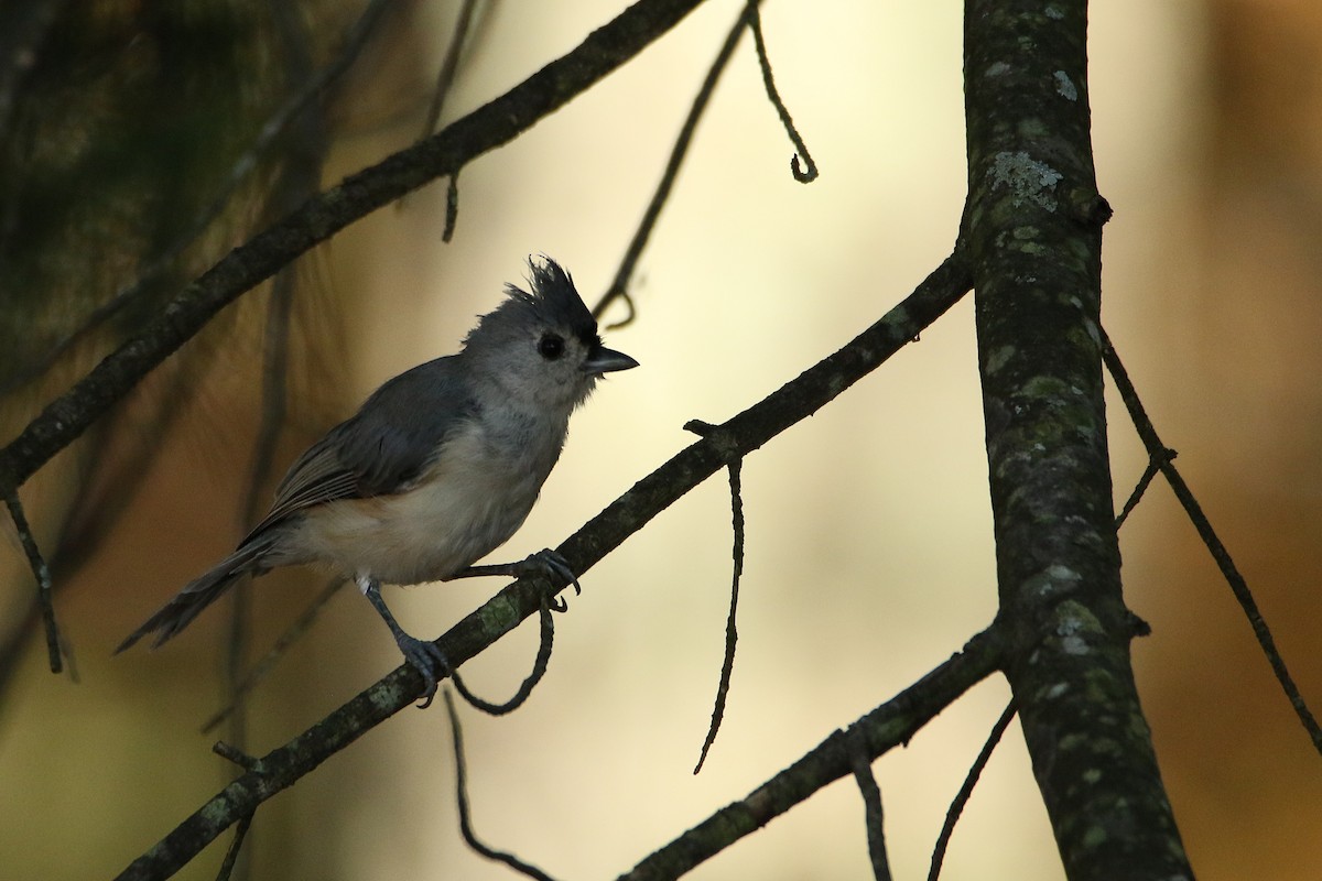 Tufted Titmouse - ML646710814