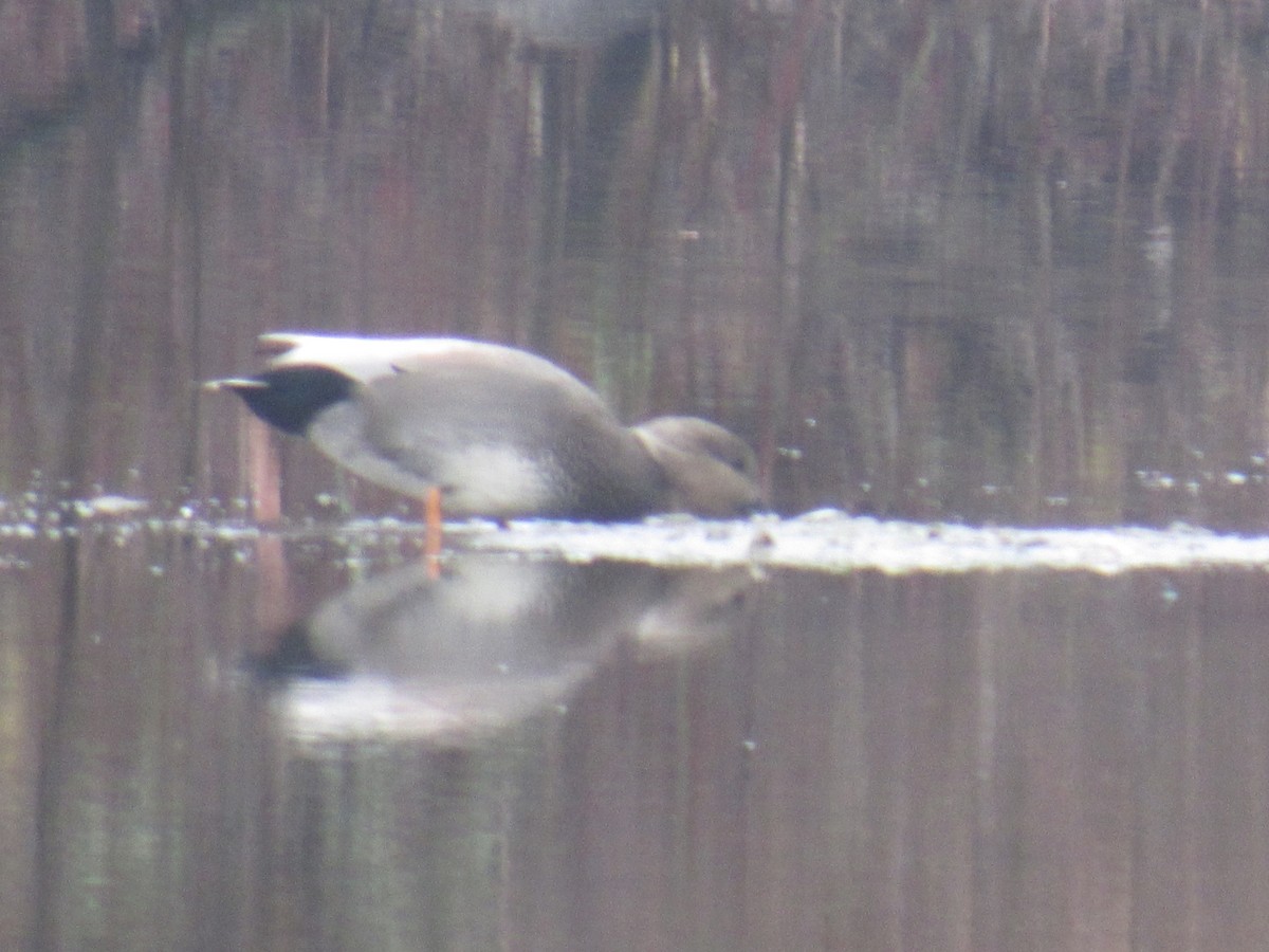 Серая утка - ML646710816