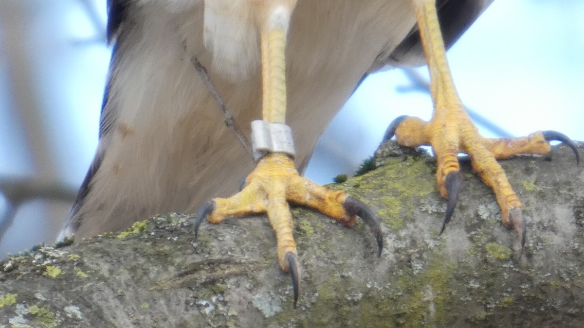 Buse à épaulettes - ML646710817