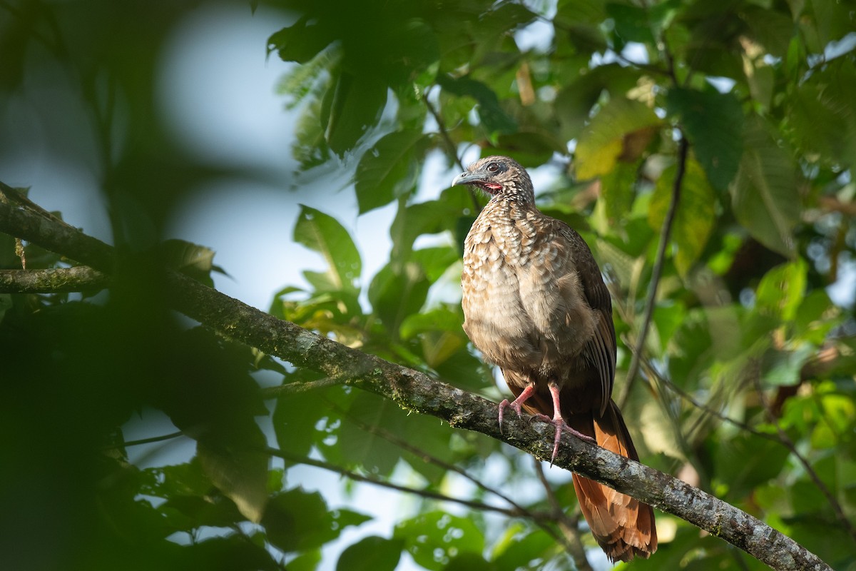 Speckled Chachalaca - ML646710818