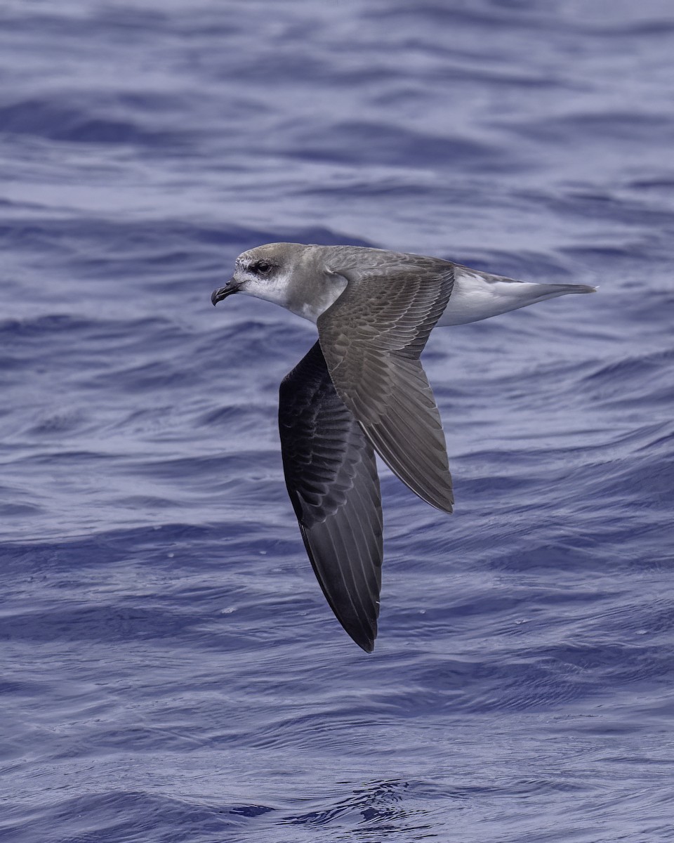 buřňák hebký - ML646710820