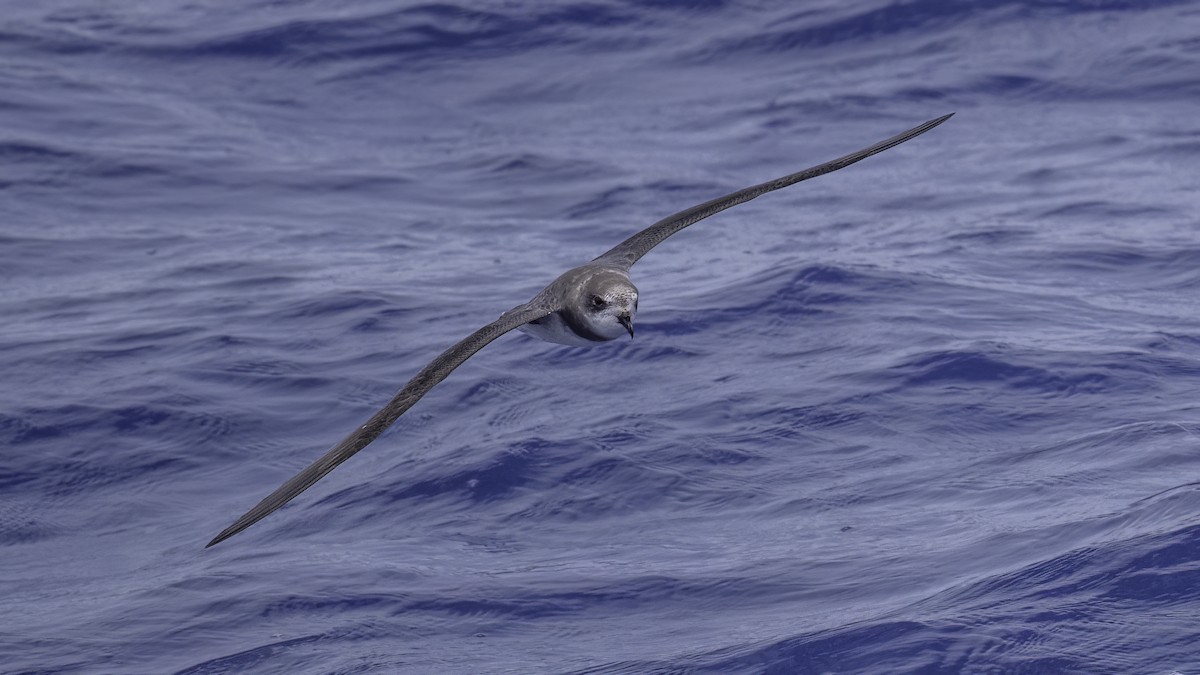 buřňák hebký - ML646710821