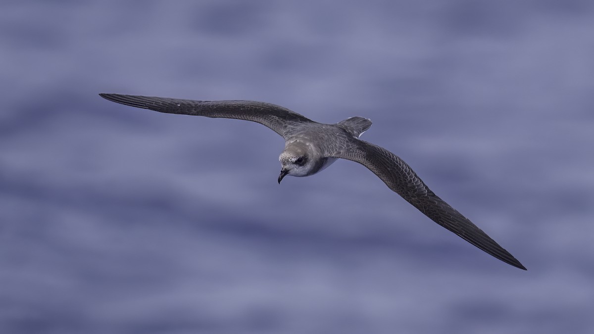 buřňák hebký - ML646710822