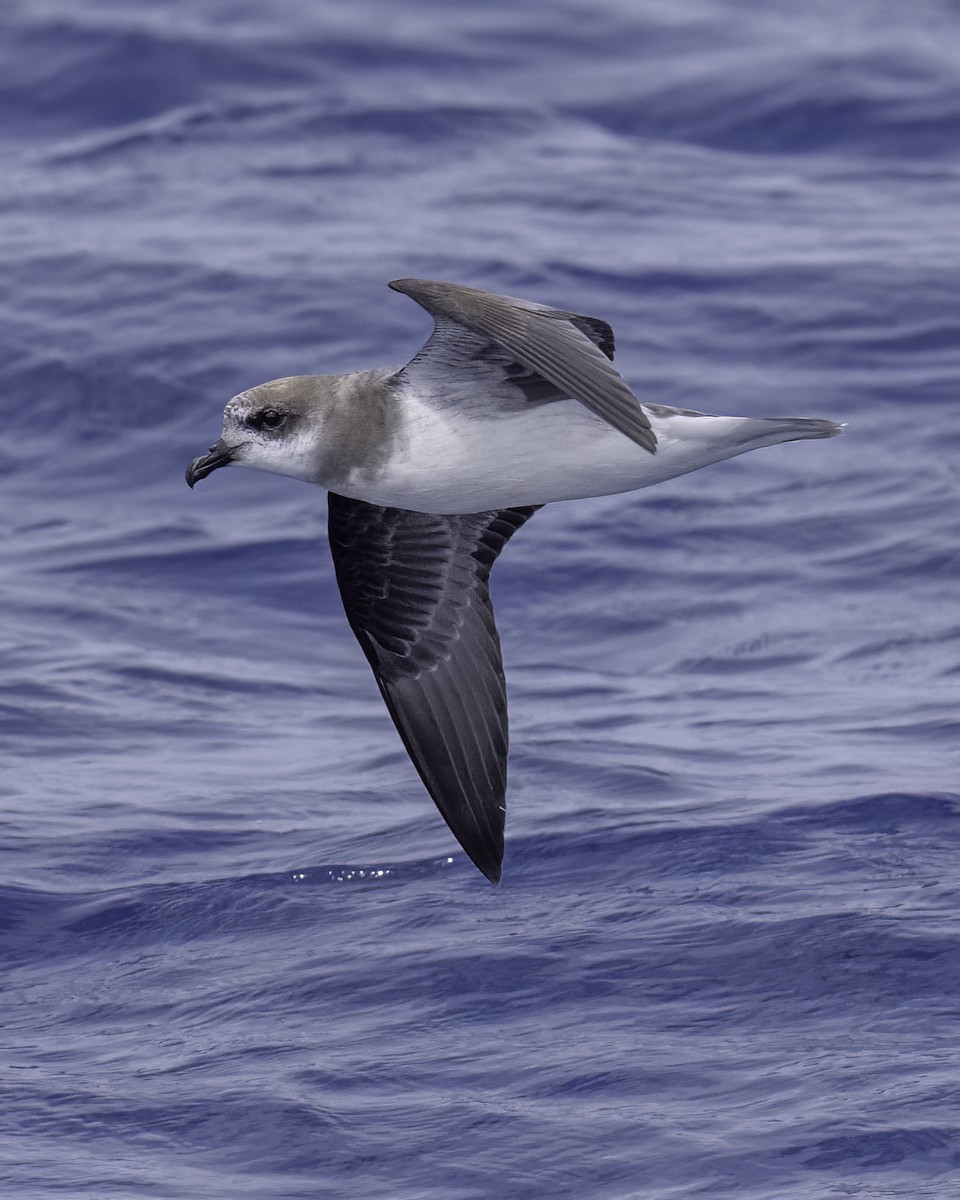 buřňák hebký - ML646710823