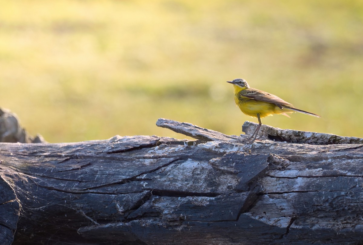 Western Yellow Wagtail - ML646710826