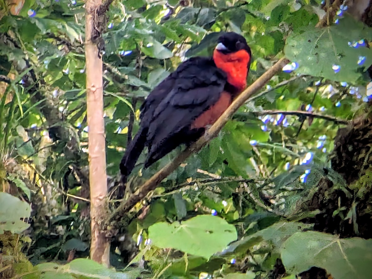 アカフサカザリドリ - ML646710828