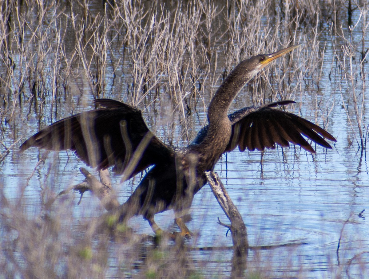 Anhinga - ML646710829