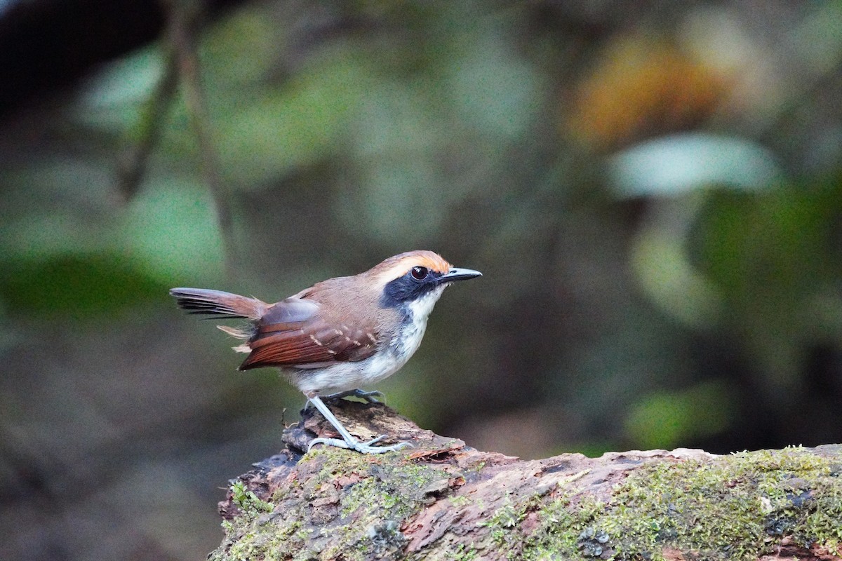 マミジロアリドリ - ML646710831