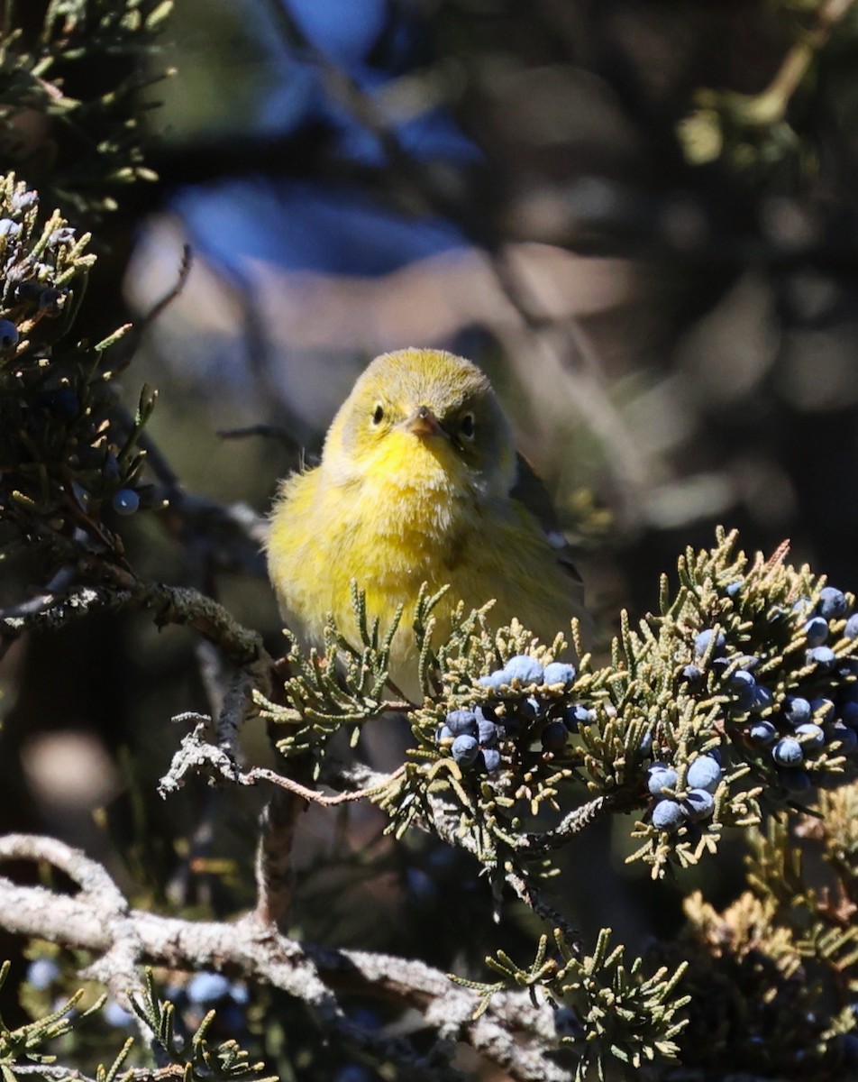 Pine Warbler - ML646710832