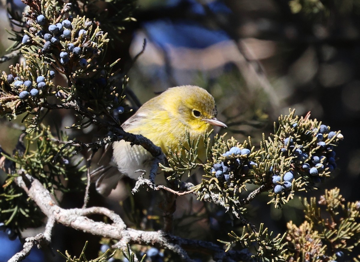 Pine Warbler - ML646710833