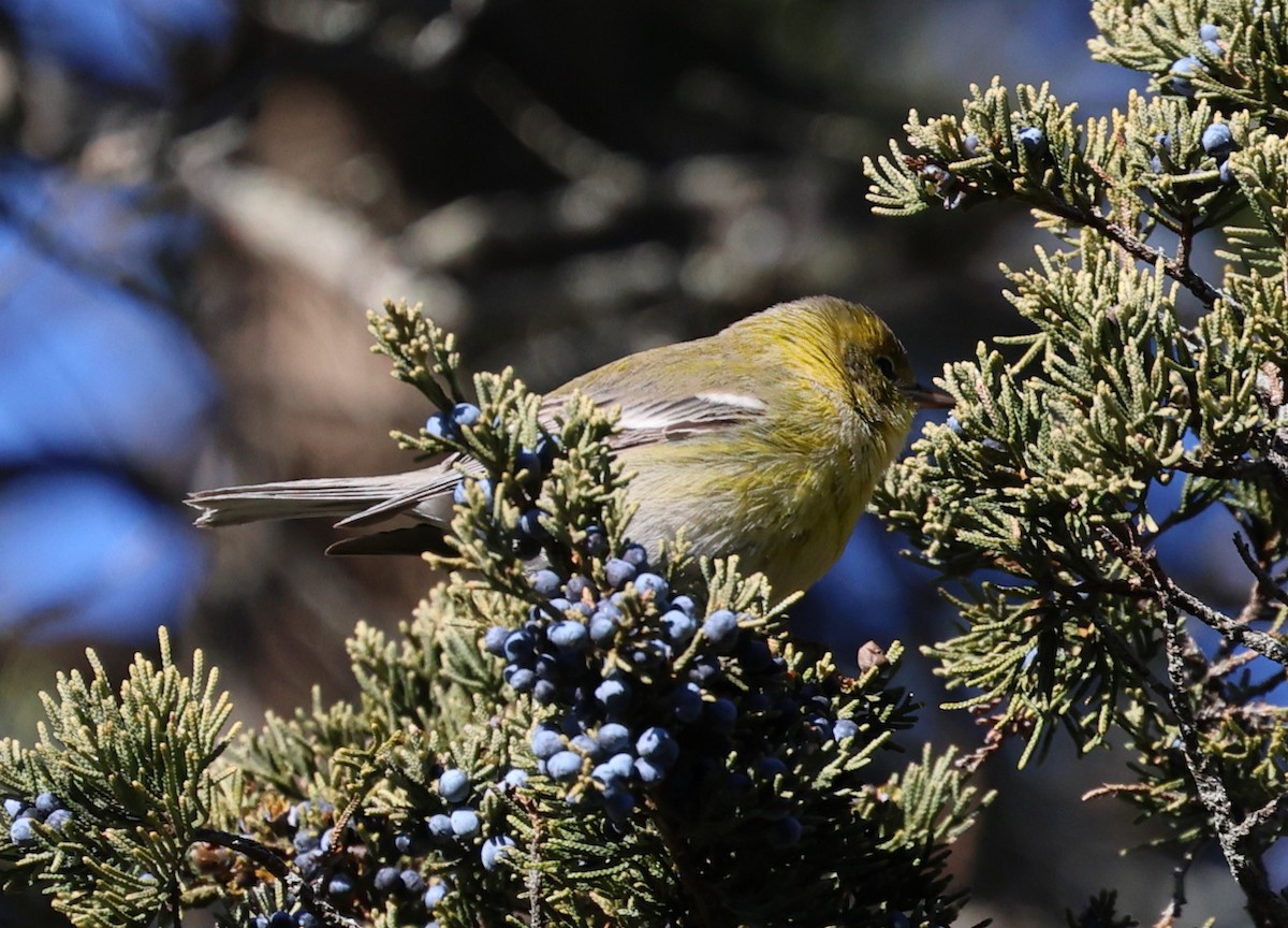 Pine Warbler - ML646710834