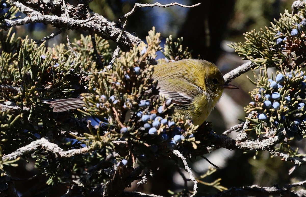 Pine Warbler - ML646710835