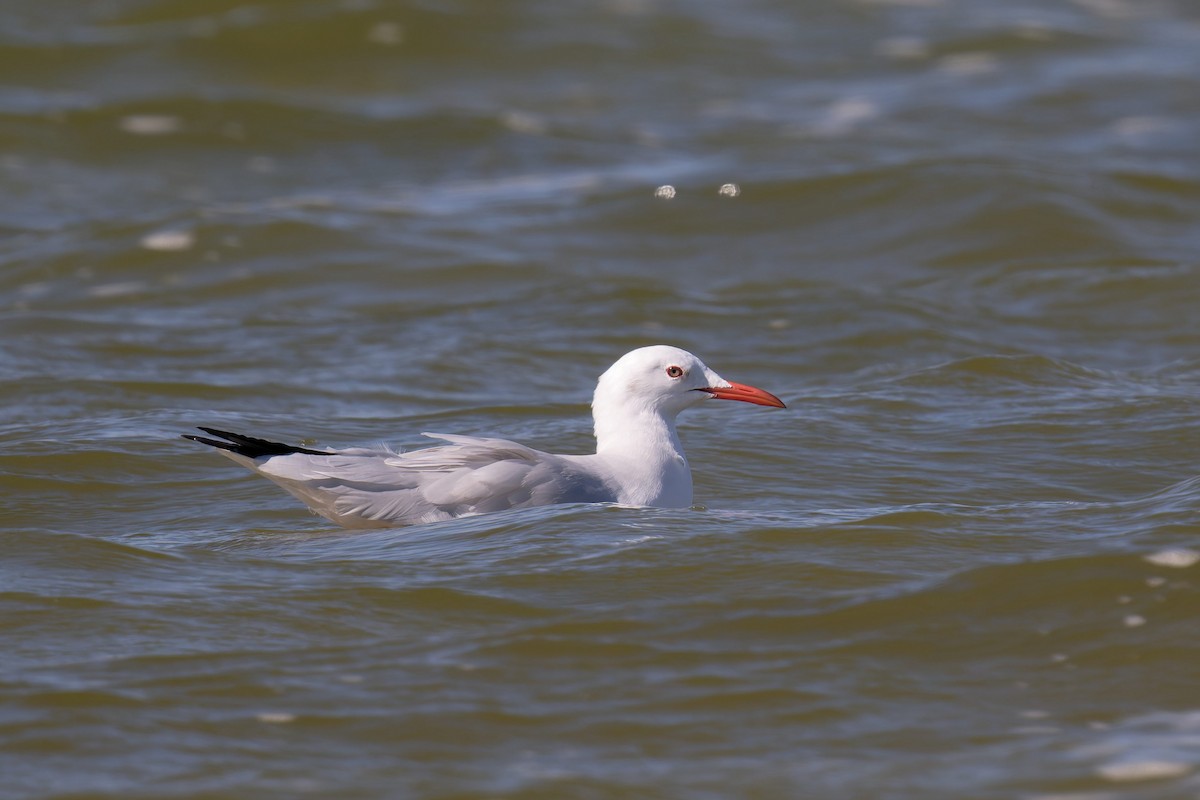 Slender-billed Gull - ML646710840