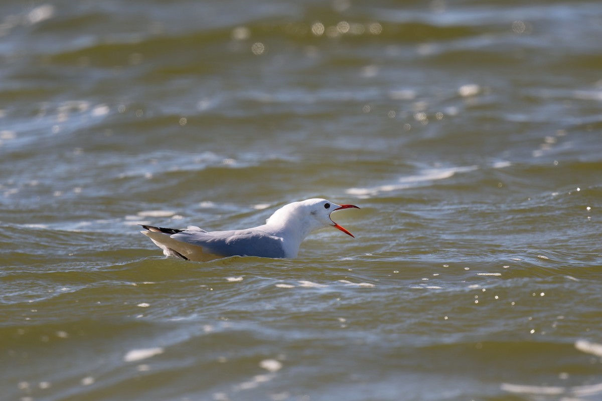 Slender-billed Gull - ML646710841