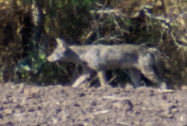 Coyote - ML646710843