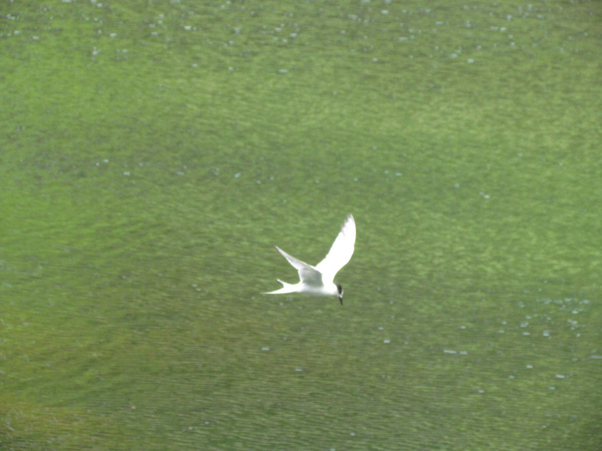 Sterna comune - ML646710848