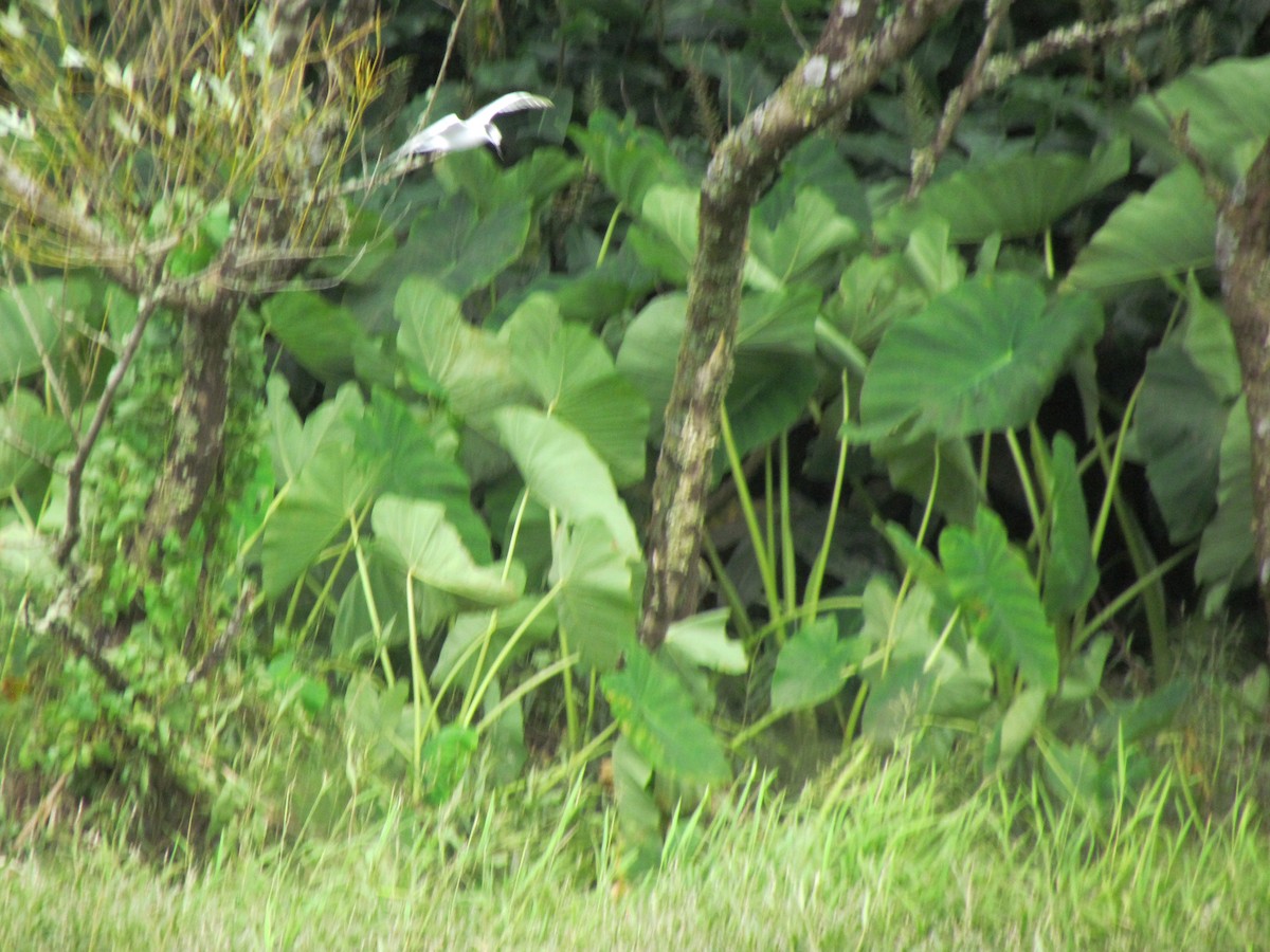 Sterna comune - ML646710850