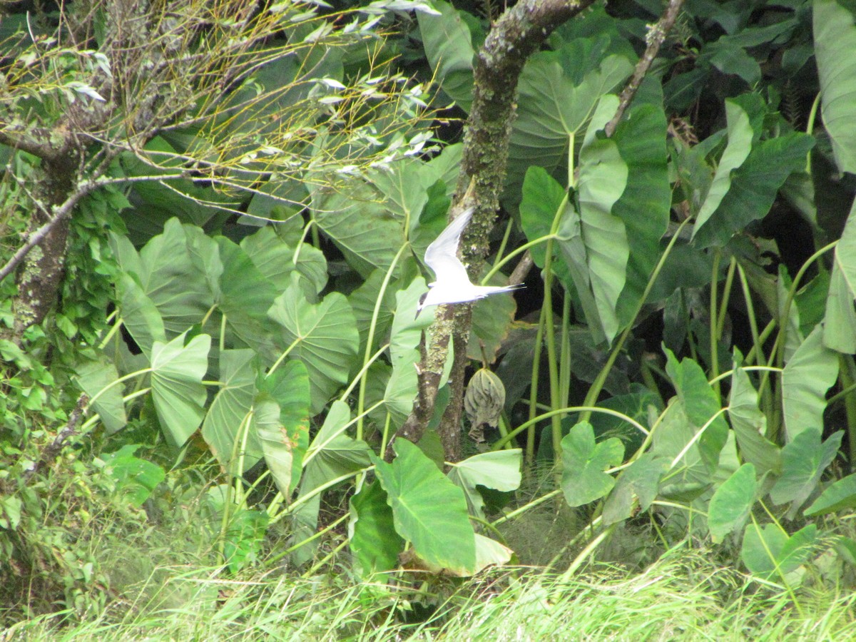 Sterna comune - ML646710851