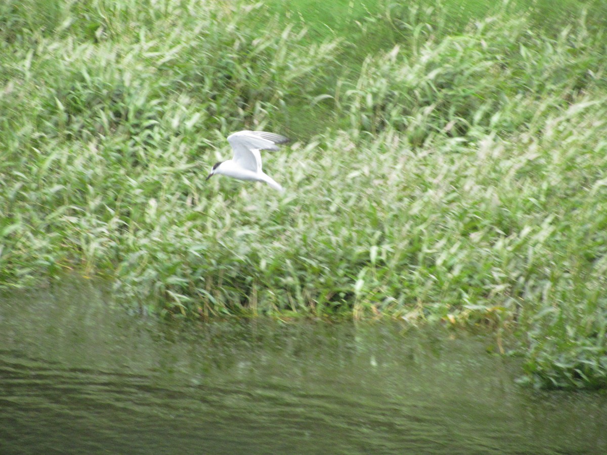 Sterna comune - ML646710852