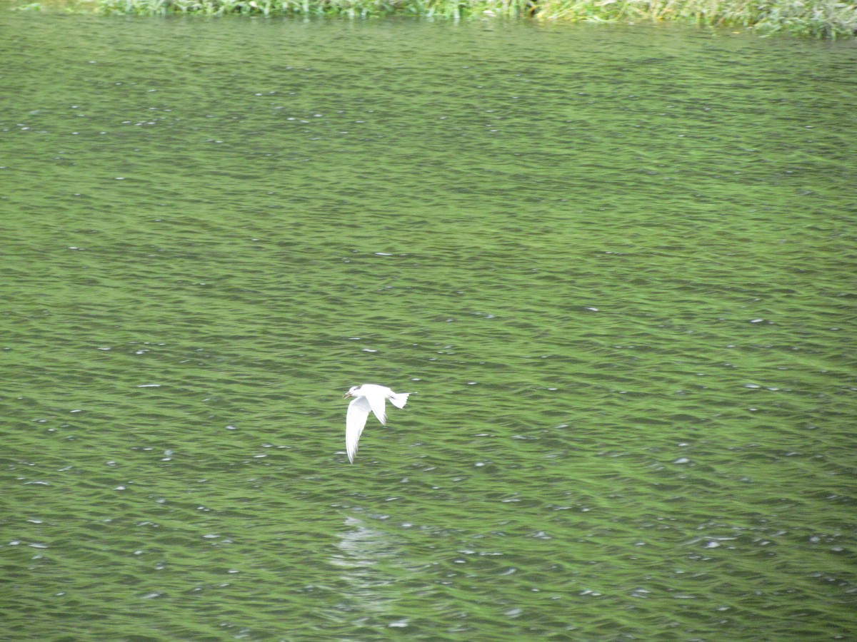 Sterna comune - ML646710853