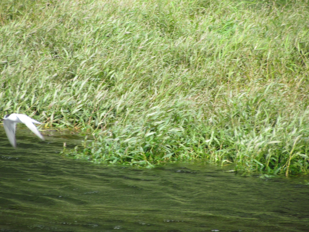 Sterna comune - ML646710854