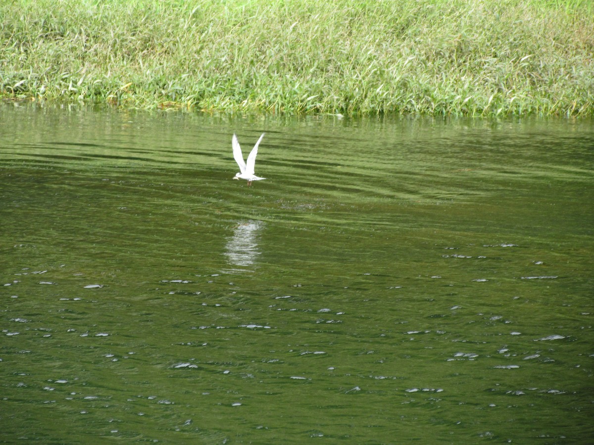 Sterna comune - ML646710855