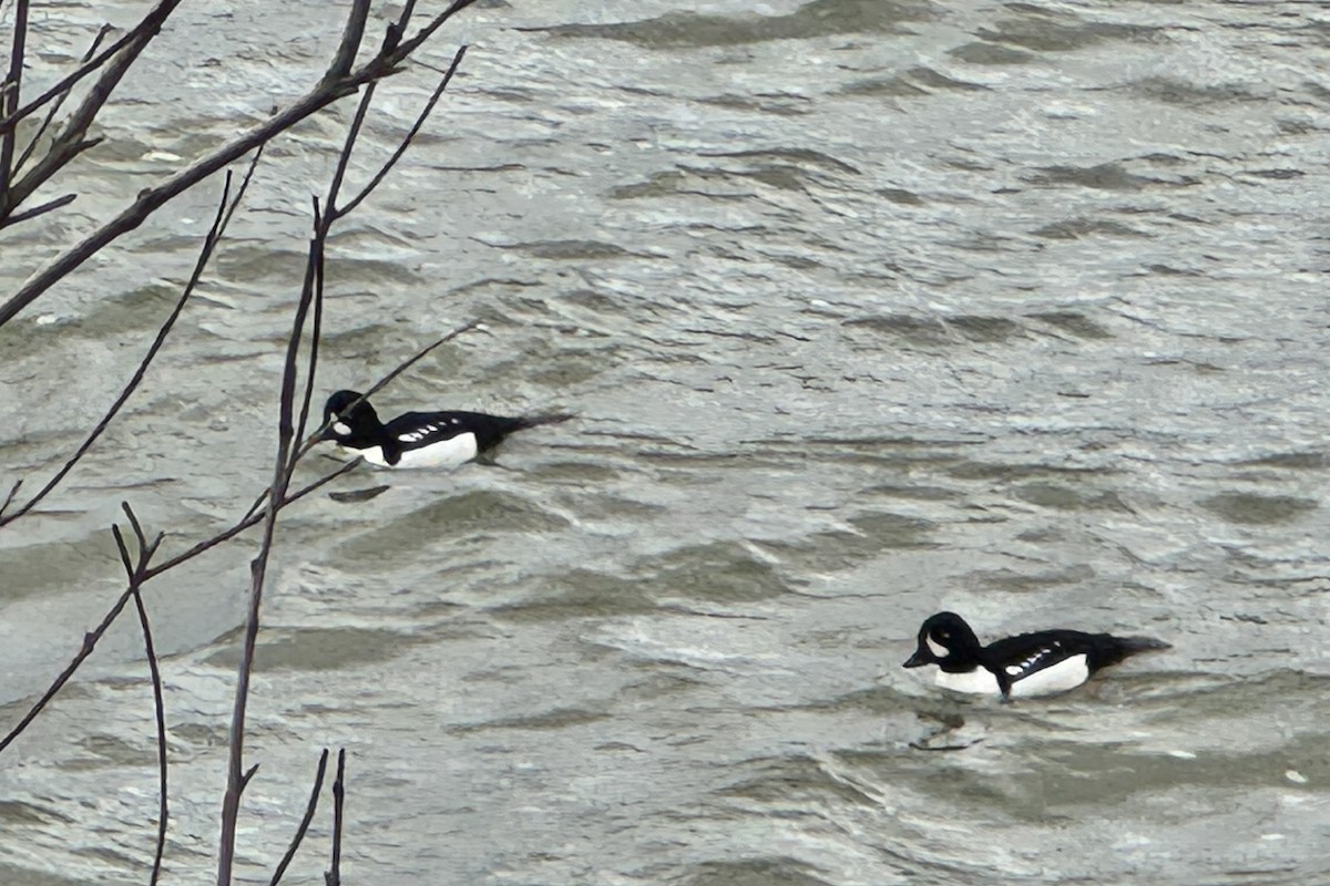 Barrow's Goldeneye - ML646710859