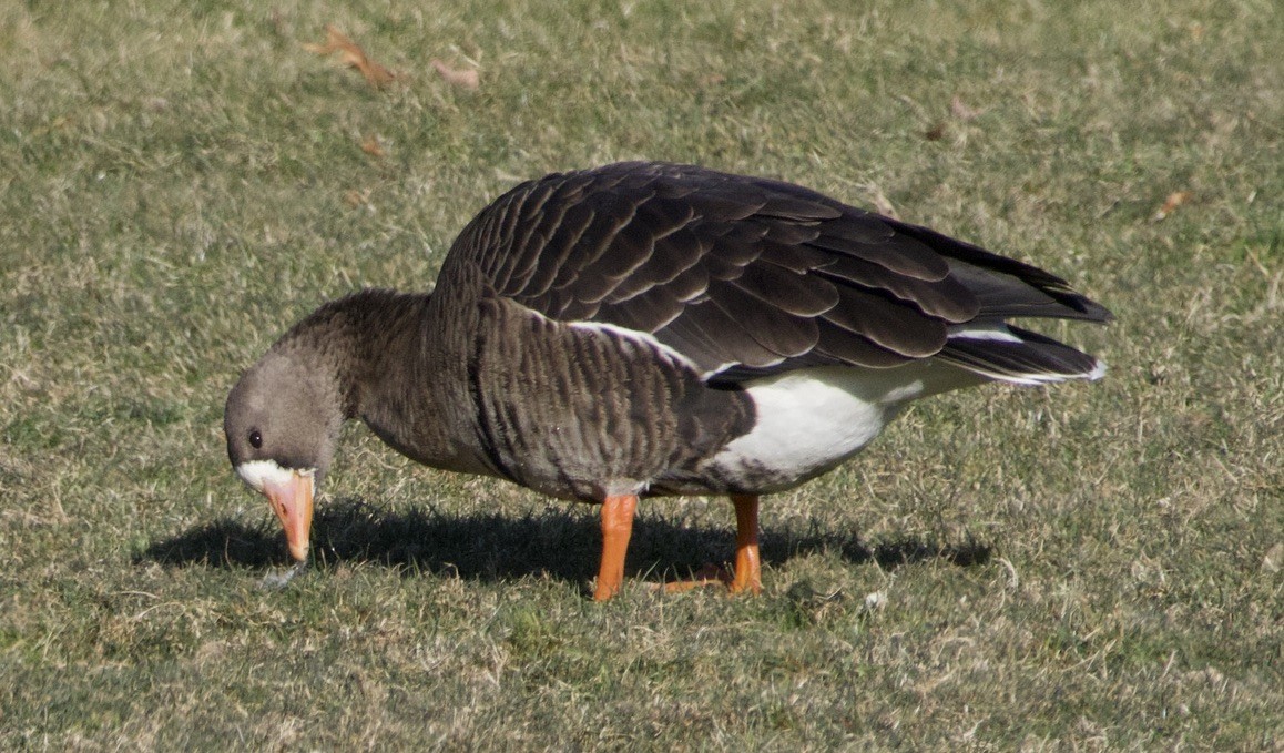 Greater White-fronted Goose - ML646710860