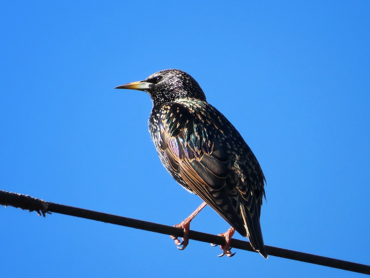 ホシムクドリ - ML646710861