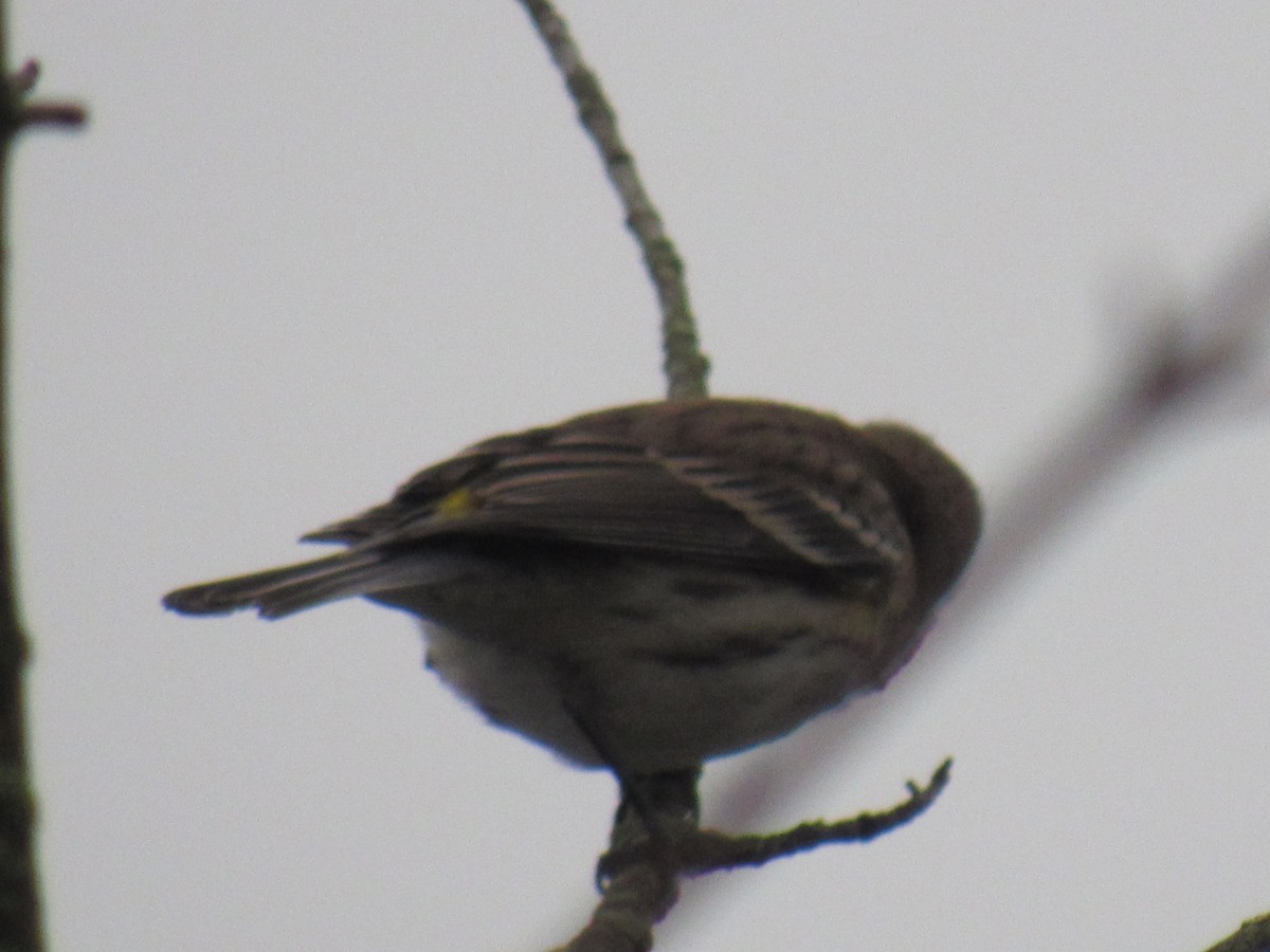 Yellow-rumped Warbler - ML646710863
