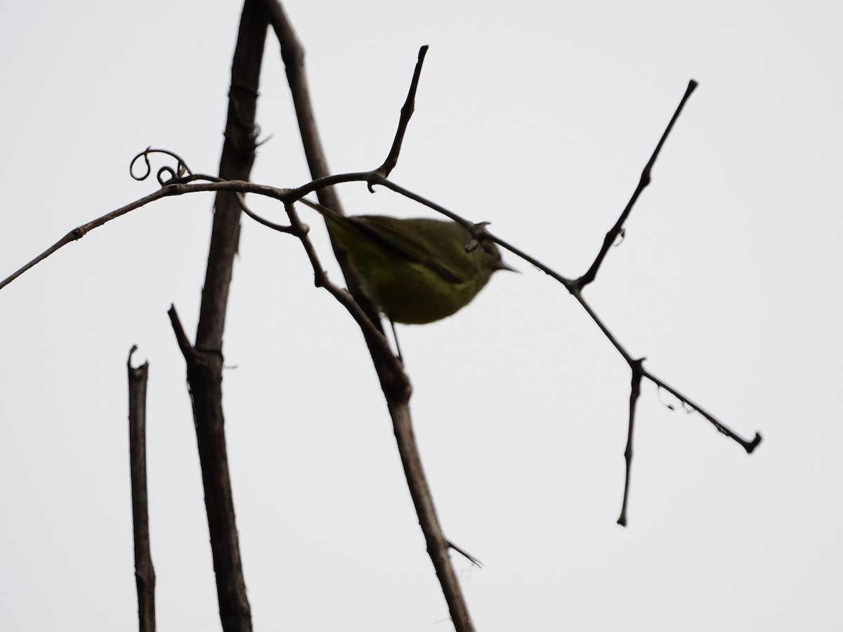 Orange-crowned Warbler - ML646710864