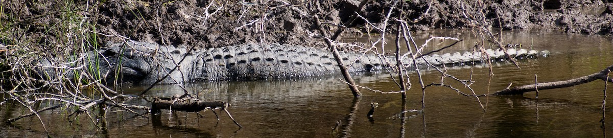 American Alligator - ML646710865