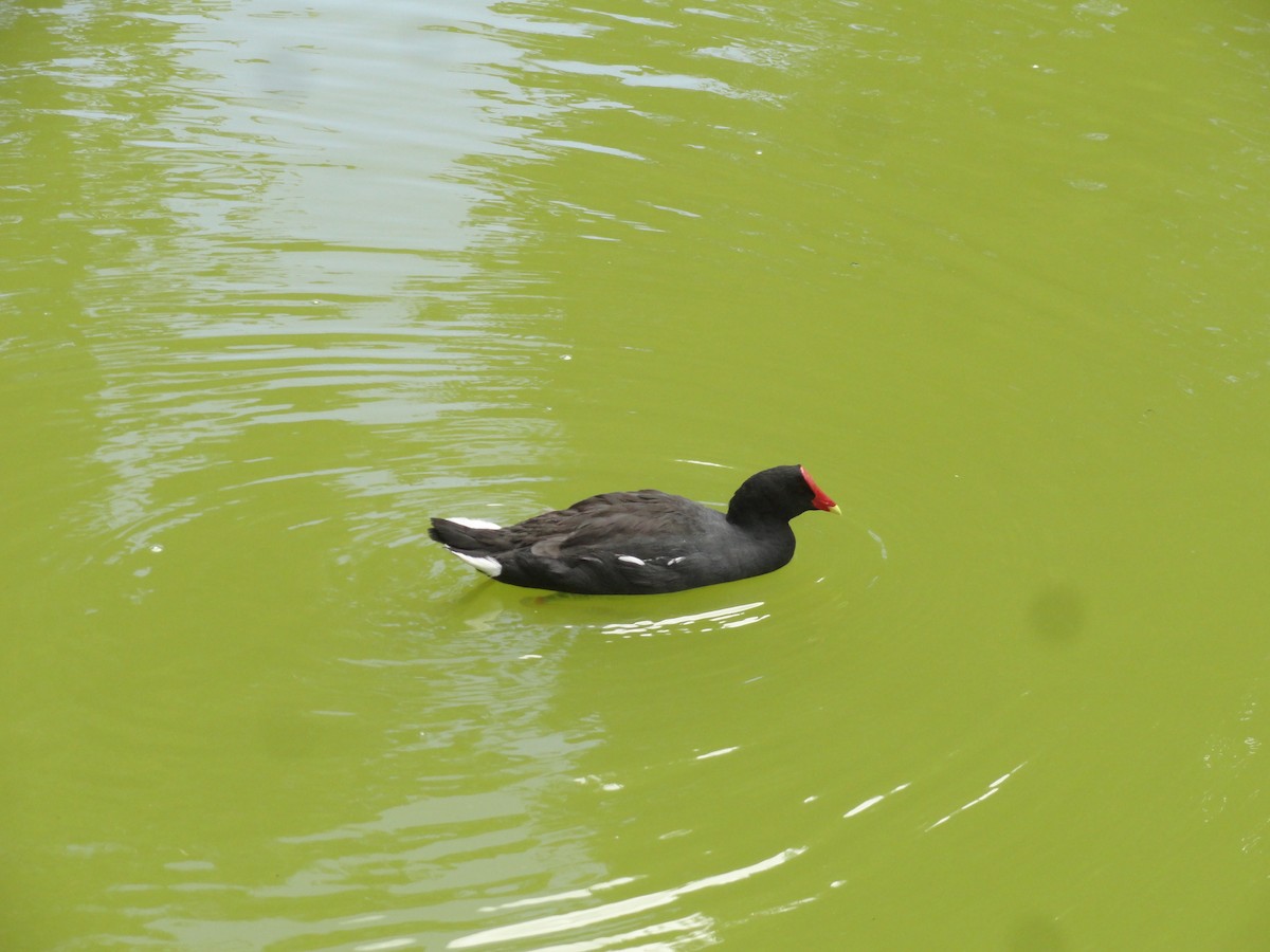 Курочка латиноамериканська - ML646710870