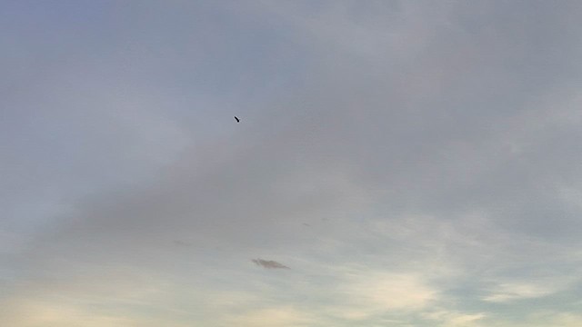 Faucon aplomado - ML646710871